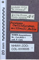 Etiketten zu Cardiohypnus wittmeri (NHMW-ZOO-COL-0006505)